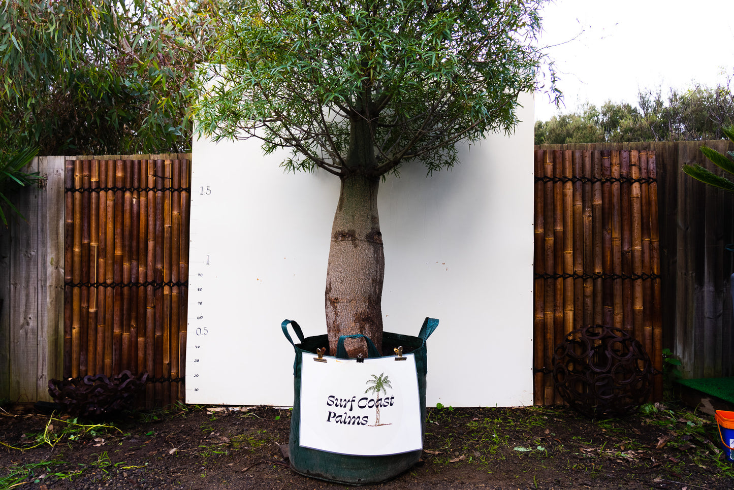 Queensland Bottle Tree