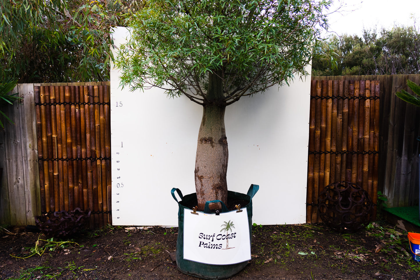 Queensland Bottle Tree