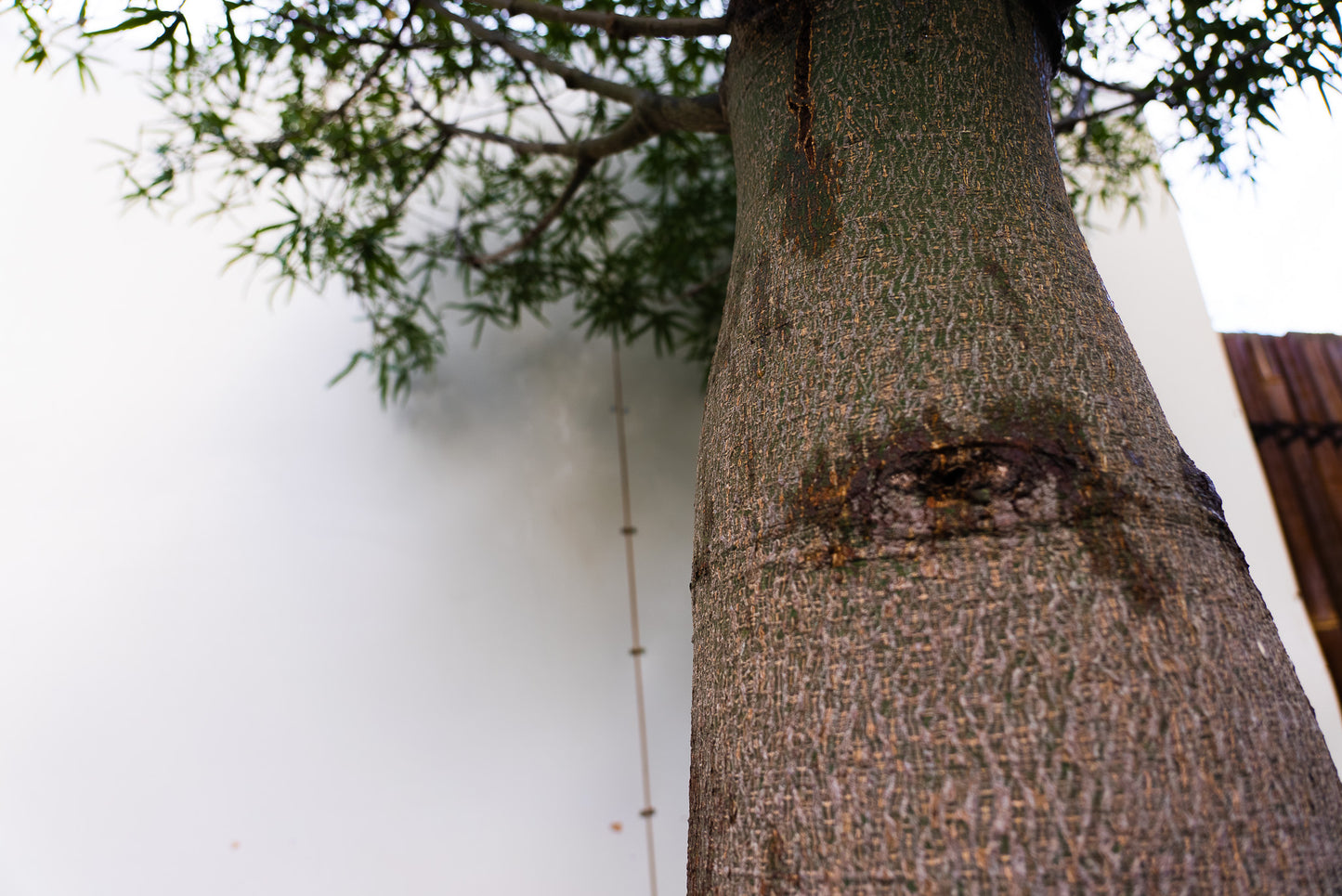 Queensland Bottle Tree