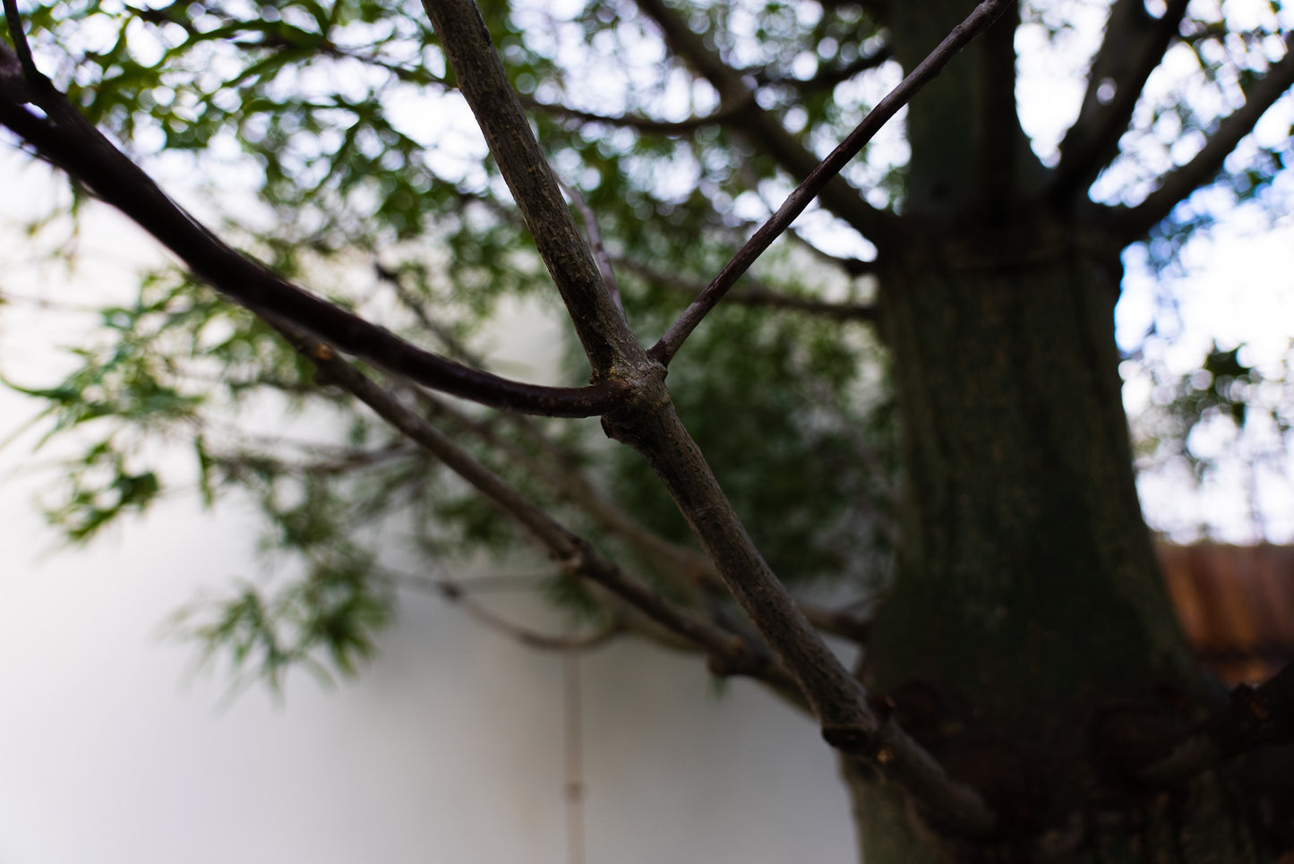 Queensland Bottle Tree