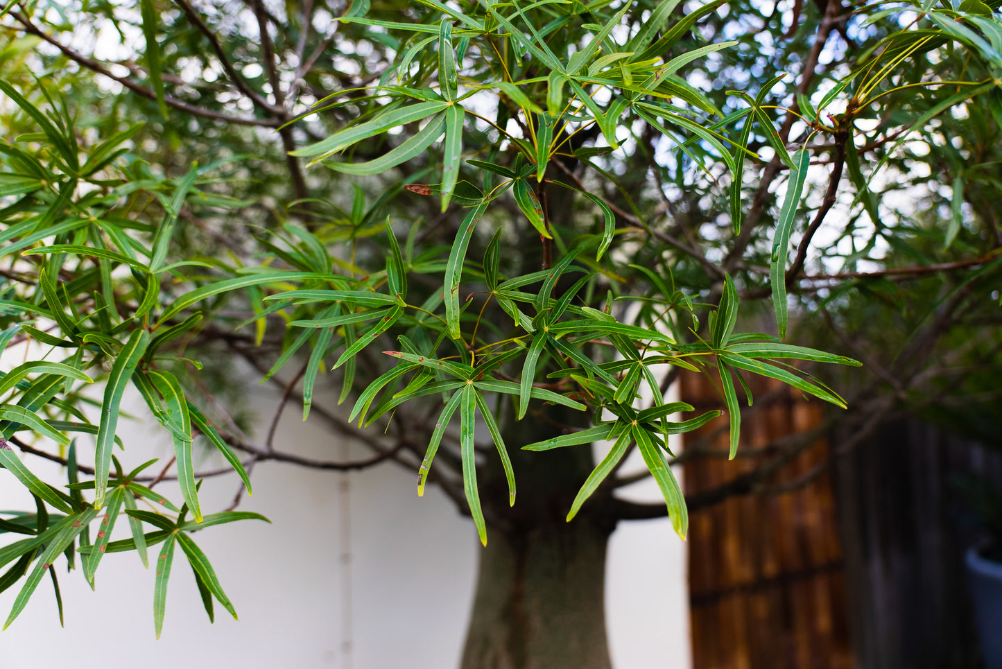Queensland Bottle Tree