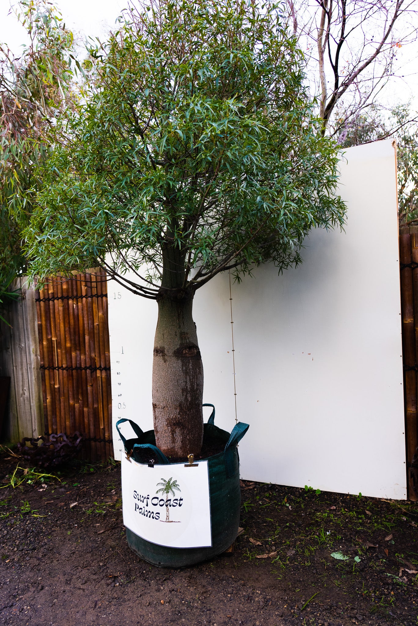 Queensland Bottle Tree