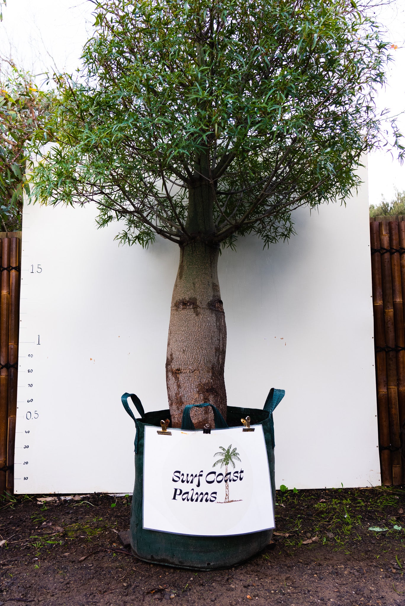 Queensland Bottle Tree