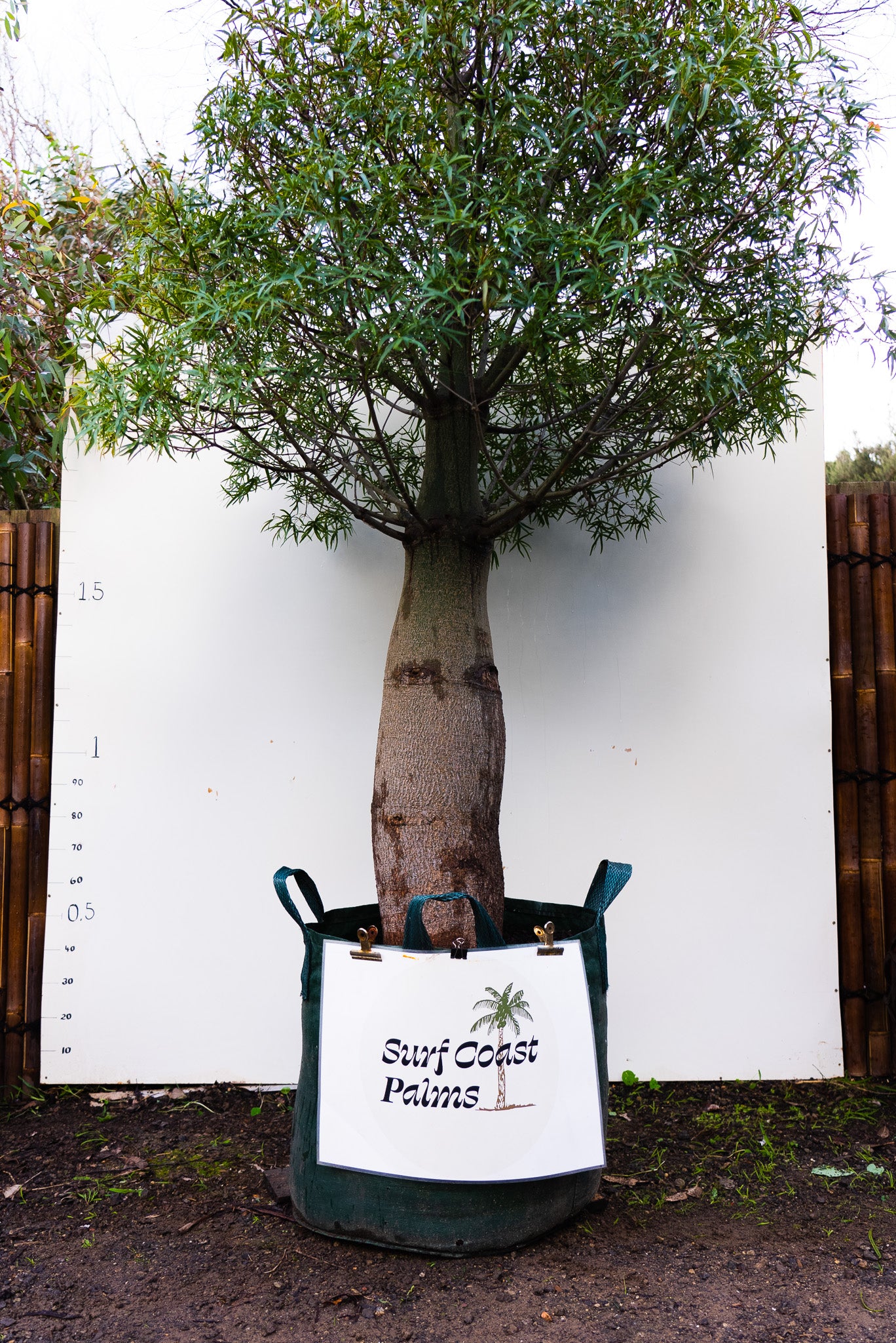 Queensland Bottle Tree