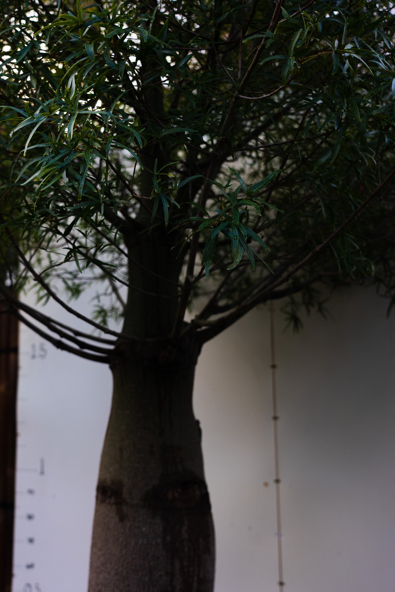 Queensland Bottle Tree