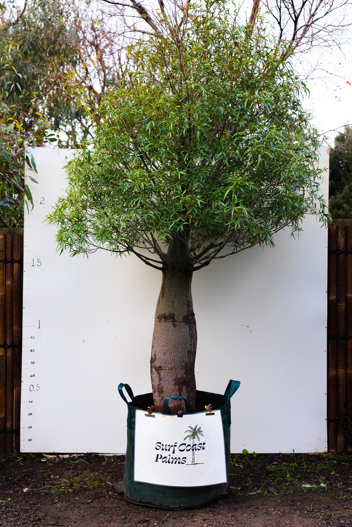 Queensland Bottle Tree