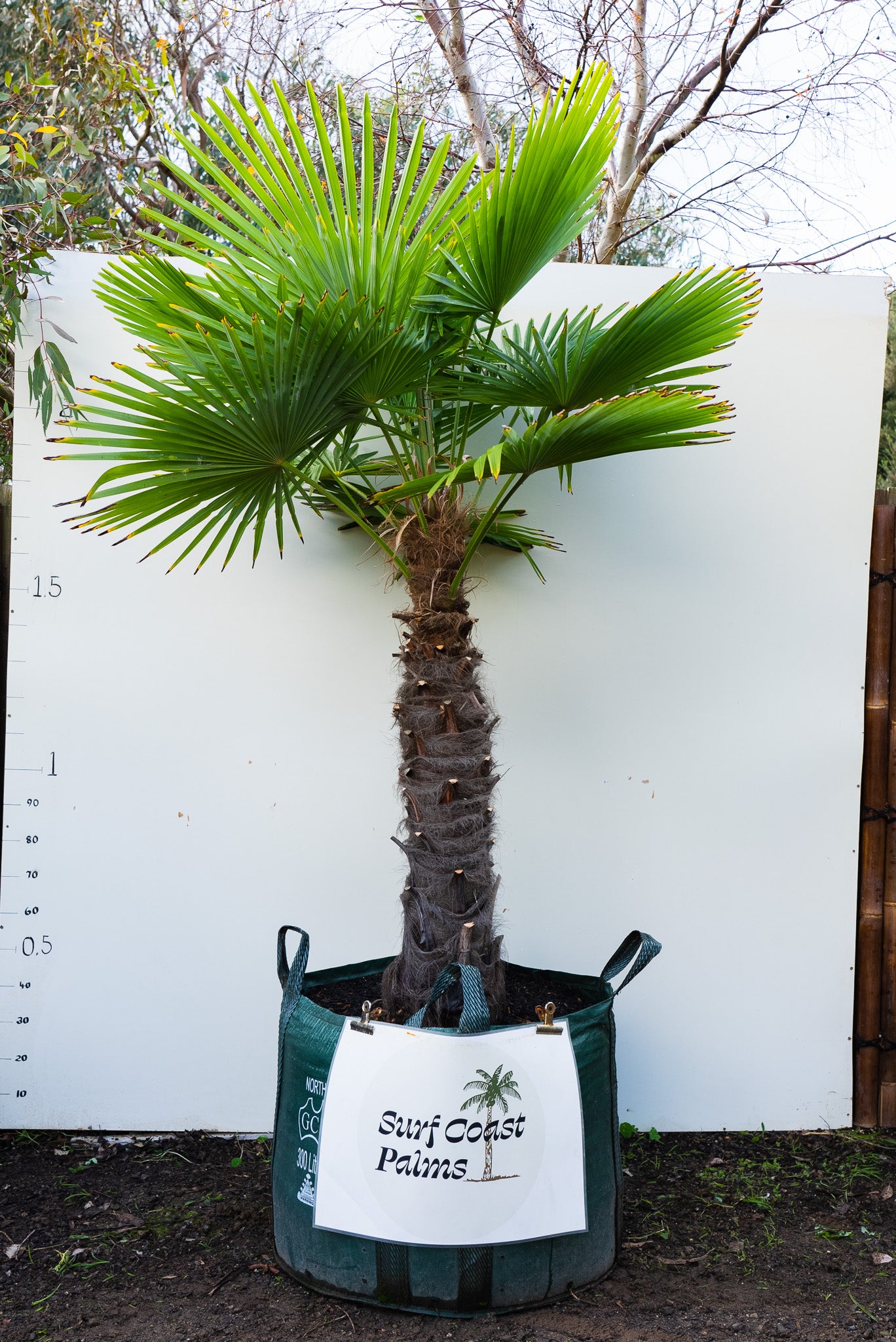 coastal fan palm plant Chinese Windmill – Surf Coast Palms