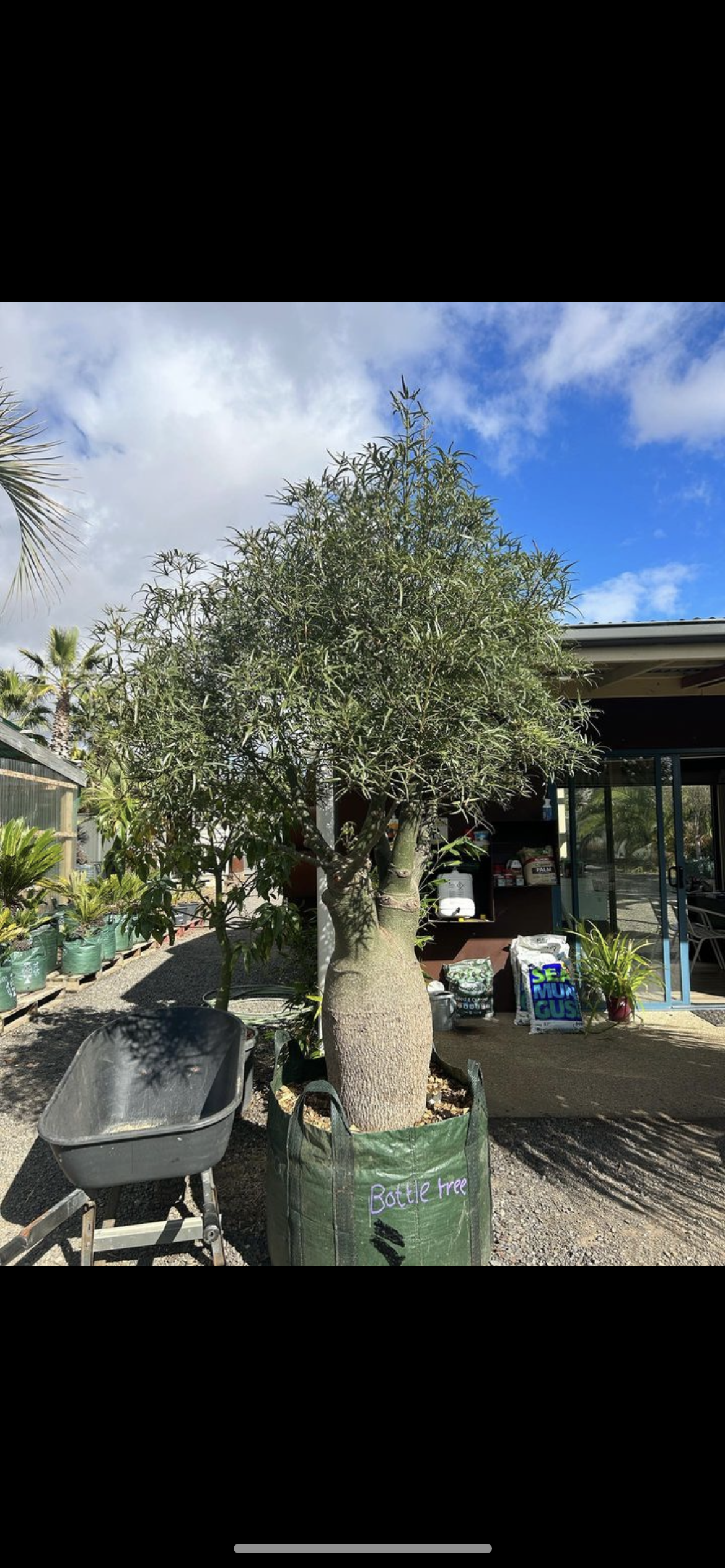 Queensland Bottle Tree