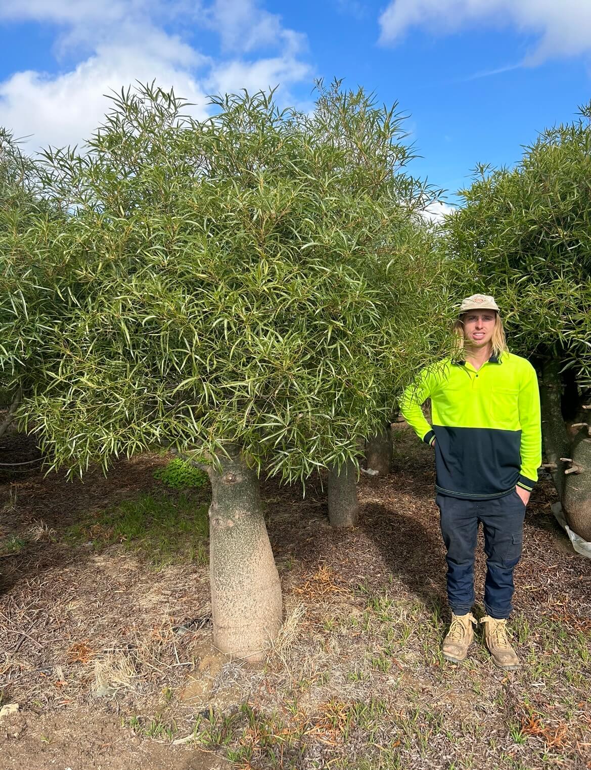 Queensland Bottle Tree