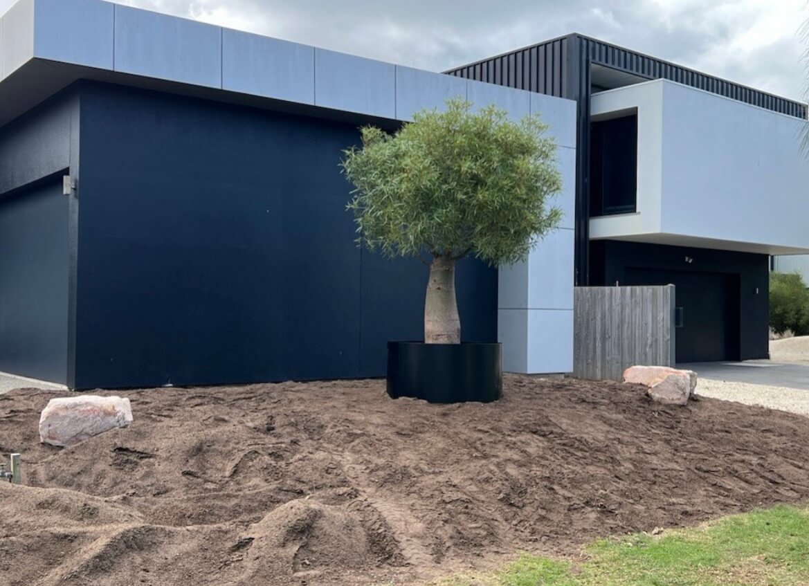 Queensland Bottle Tree