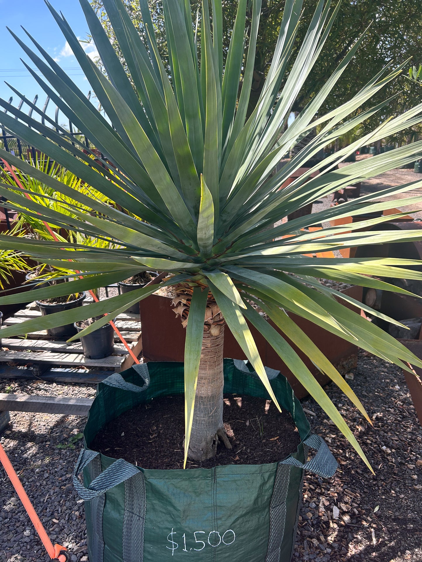 Dragon Trees