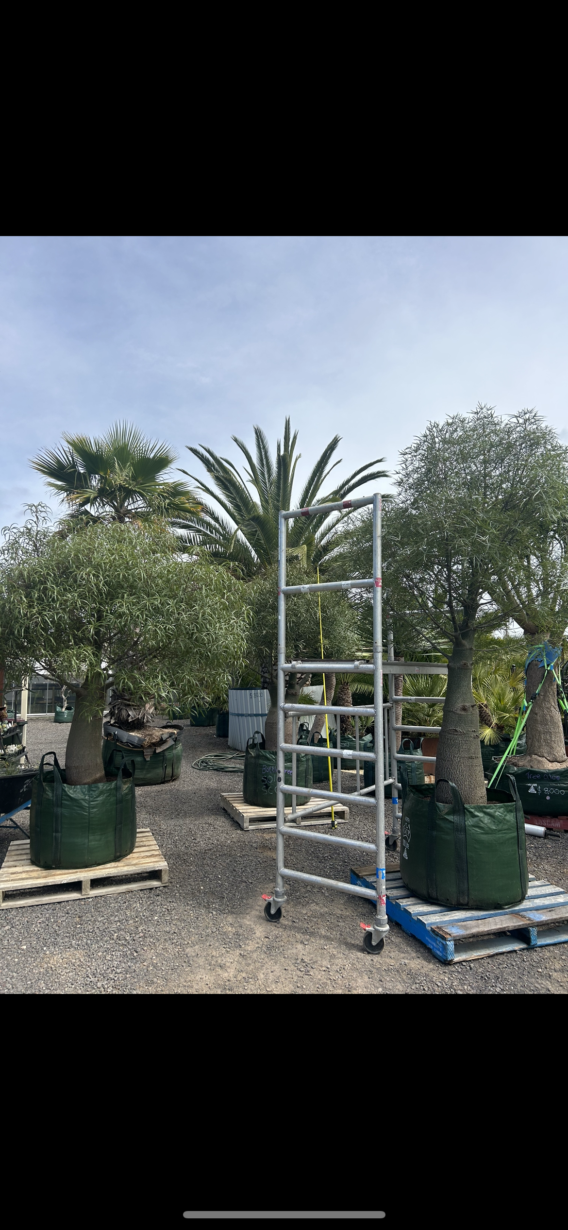 Queensland Bottle Tree