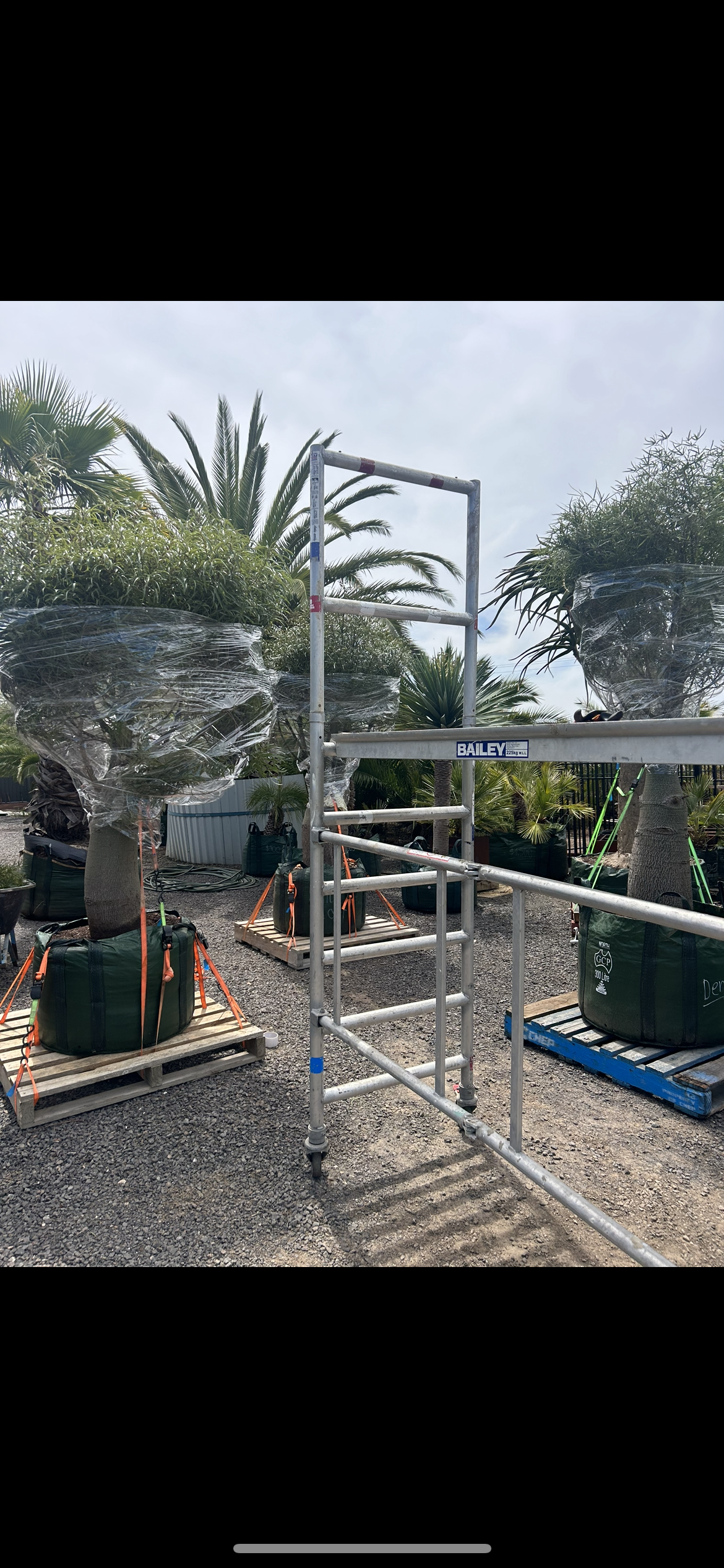 Queensland Bottle Tree