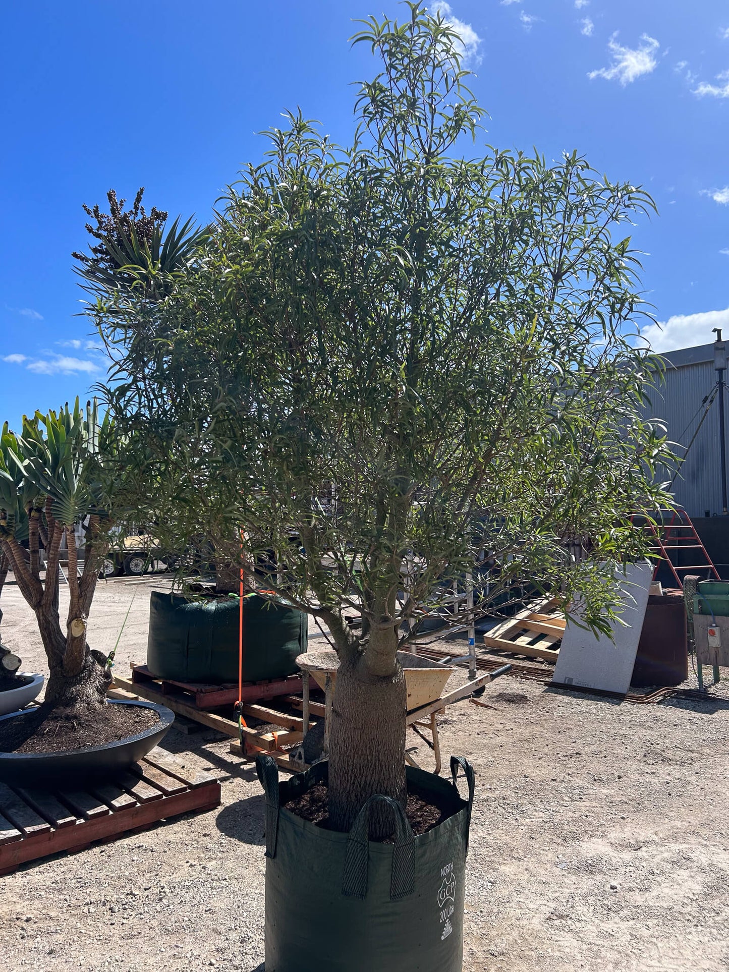 Queensland Bottle Tree