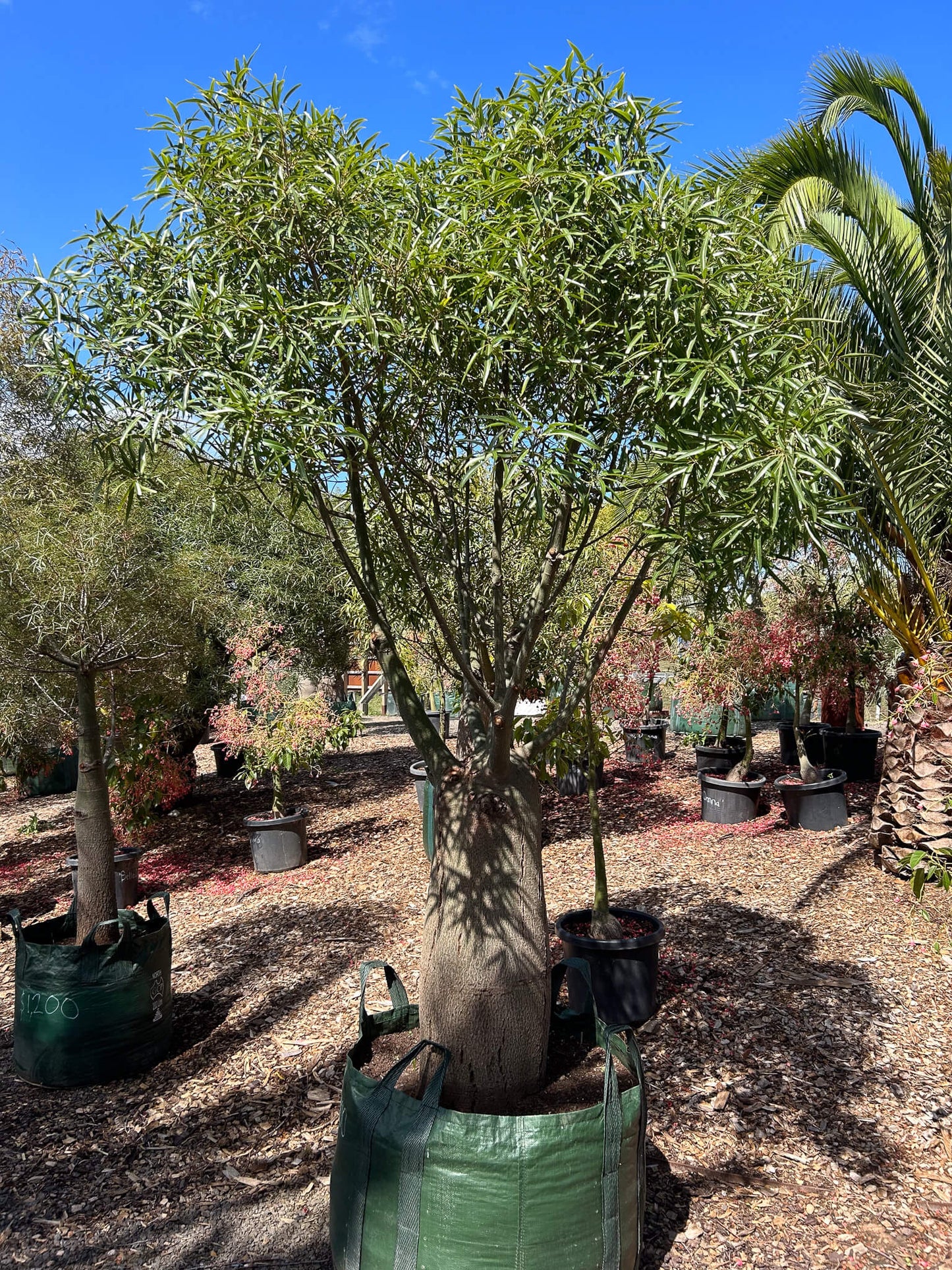 Queensland Bottle Tree