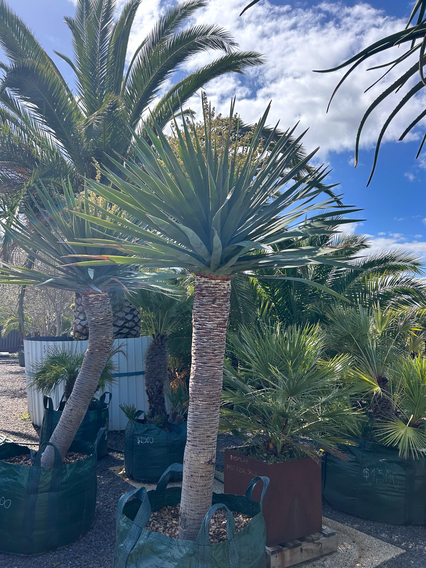 Dragon Trees