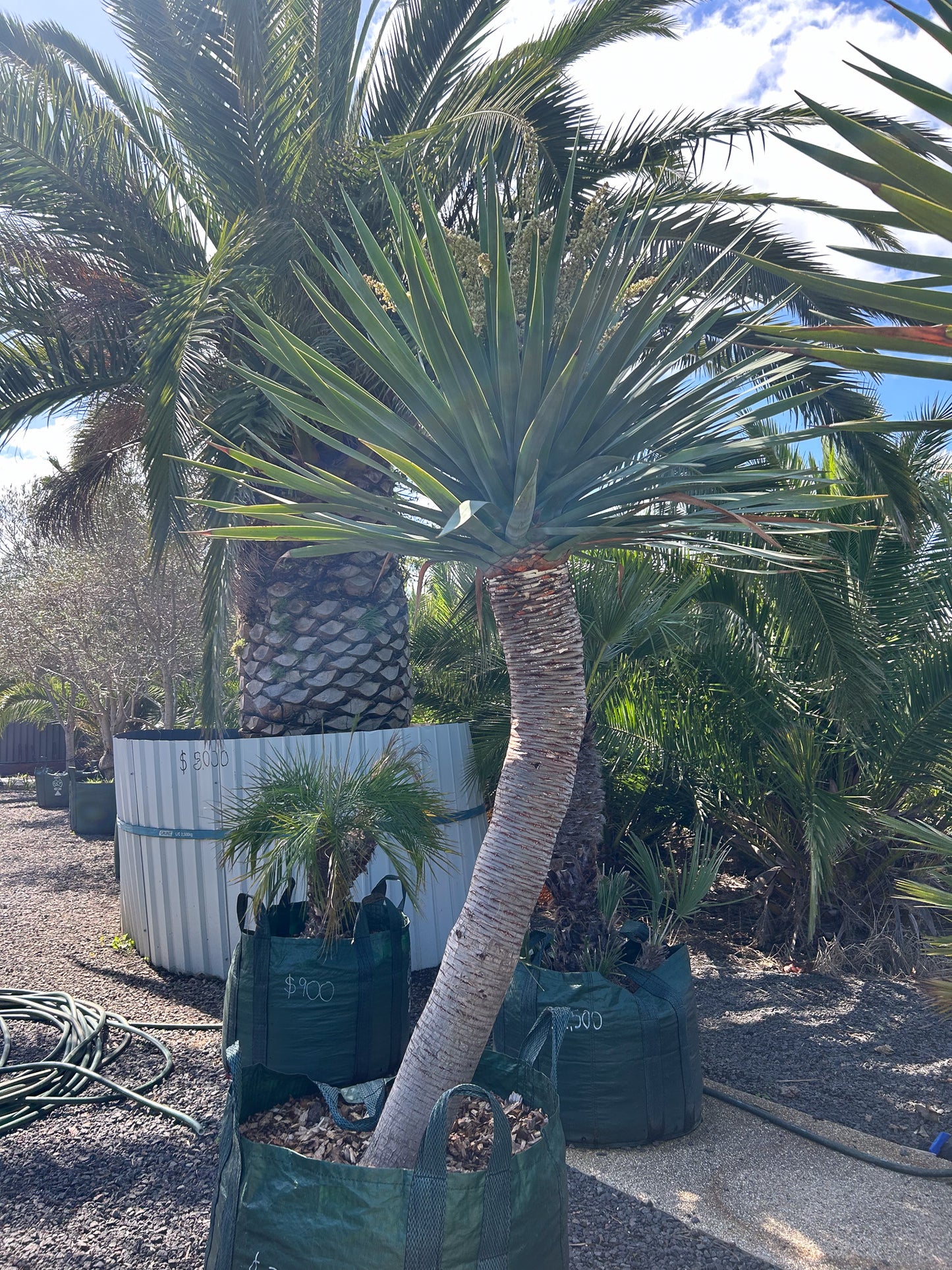 Dragon Trees
