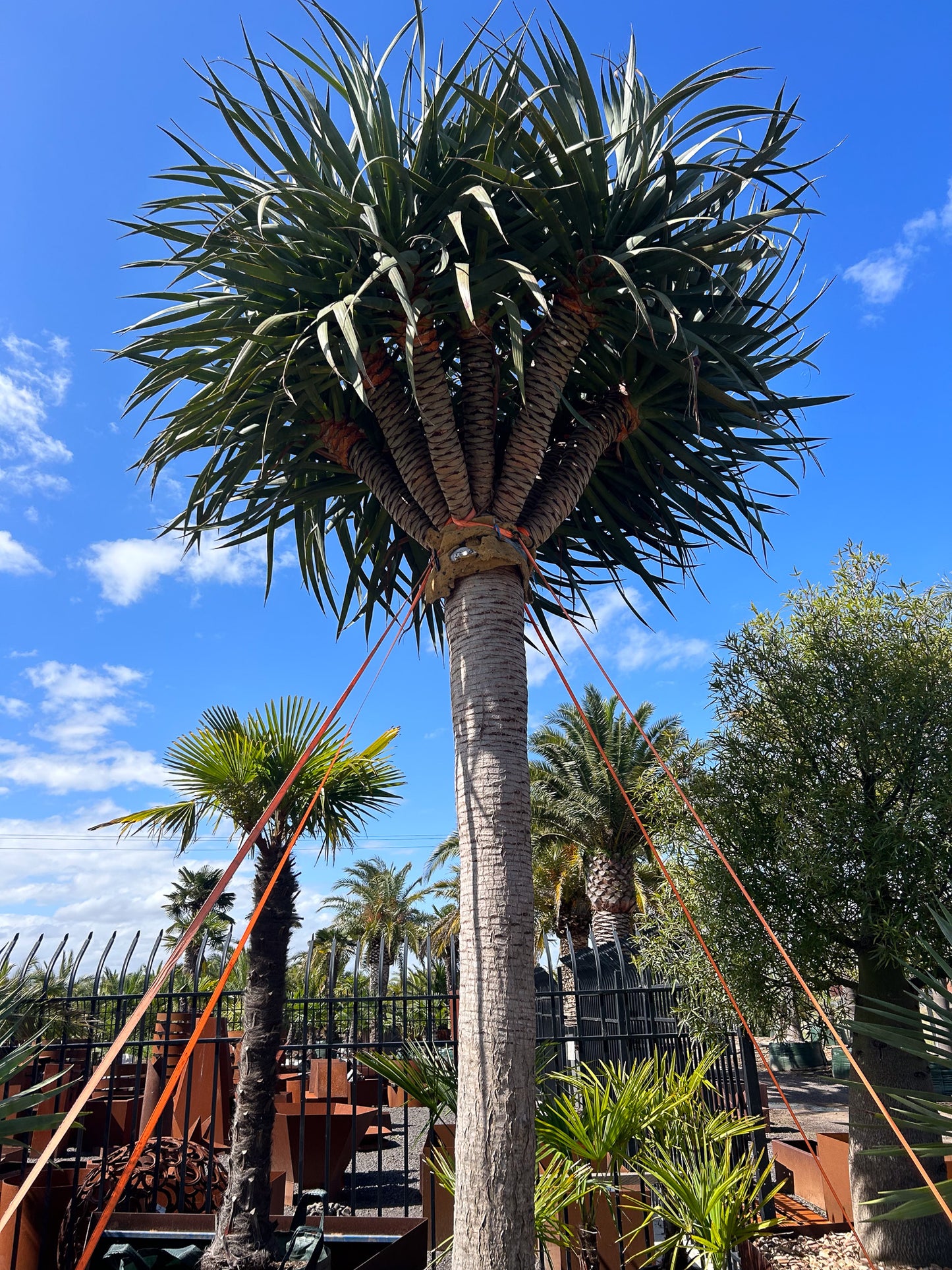 Dragon Trees