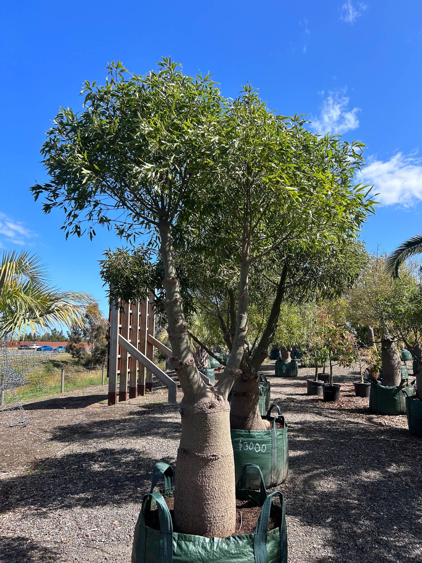 Queensland Bottle Tree