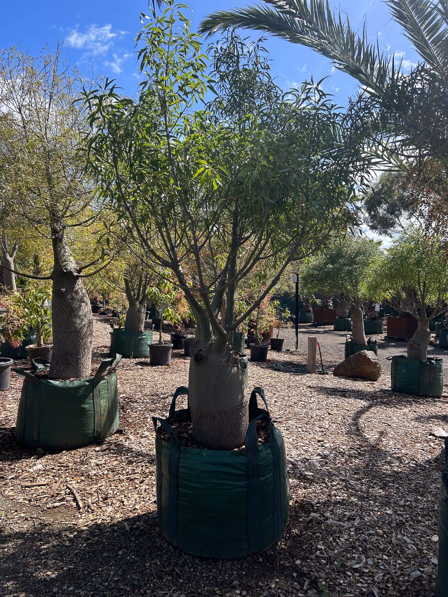 Queensland Bottle Tree