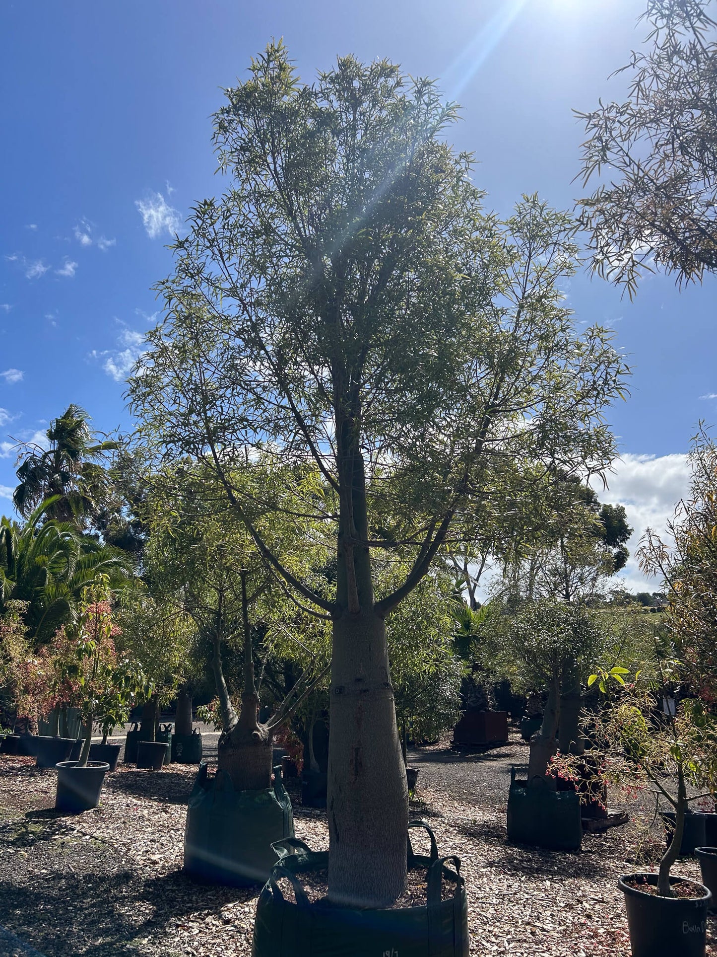 Queensland Bottle Tree