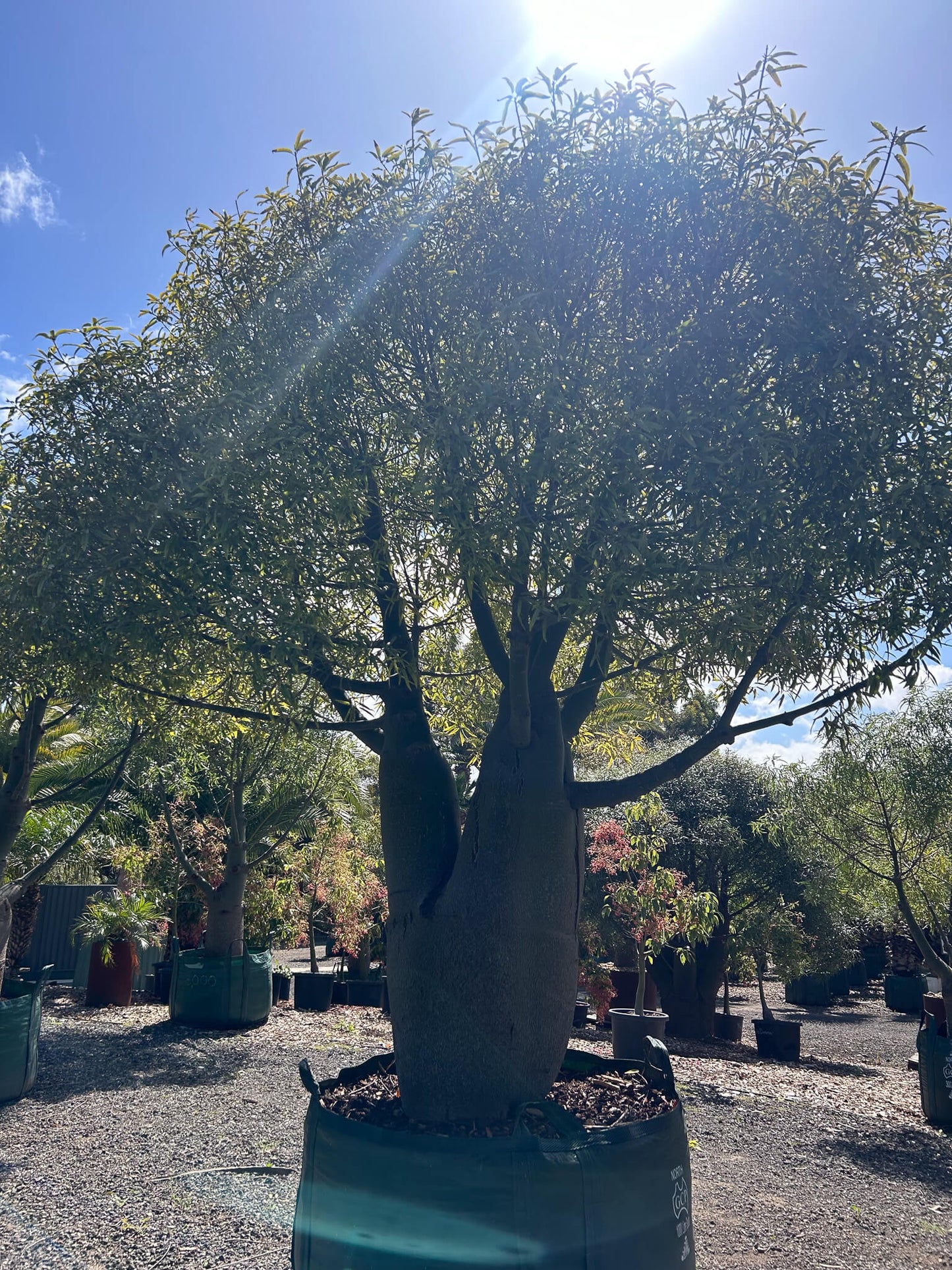 Queensland Bottle Tree