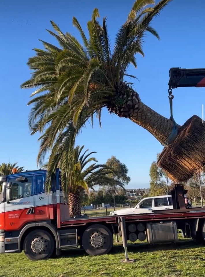 Tree Removal & Tree Transplanting – Surf Coast Palms