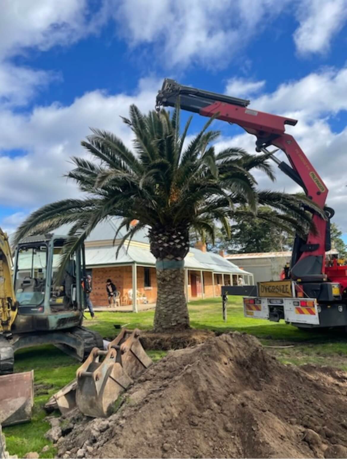 Palm Tree Maintenance – Surf Coast Palms